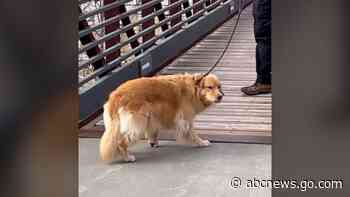 WATCH:  Watch this golden retriever overcome her fear of crossing a bridge