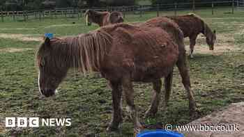 Gelligaer: Ponies found in 'terrible' condition are rescued