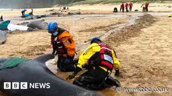 Entire pod of 55 whales dies after mass stranding on Lewis