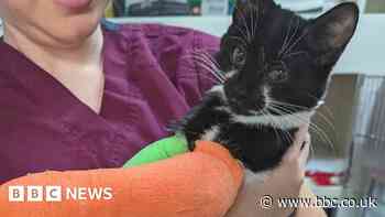 Kitten with broken legs found 'thrown out with rubbish' in Sheffield