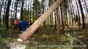 Waldarbeiten enden tödlich: 49-Jähriger wird von Baumstamm erschlagen
