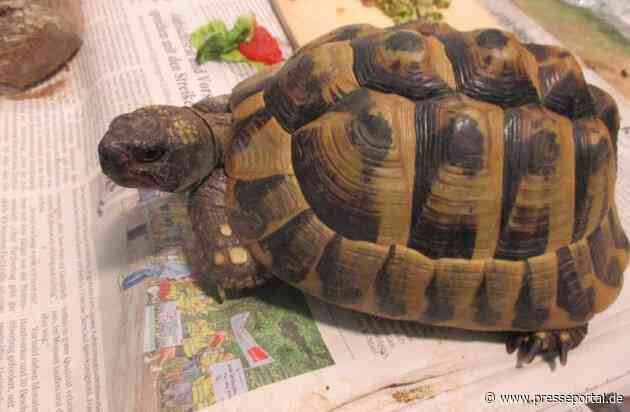 POL-MA: Neckargemünd/ Rhein-Neckar-Kreis: Schildkröte ausgebüxt - Polizei sucht Eigentümer/in