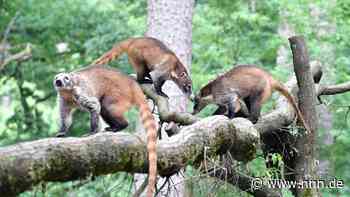 Weißrüssel-Nasenbären erstmals im Rostocker Zoo zu sehen