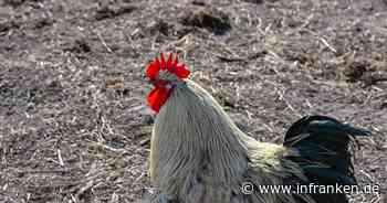 Wenig Fortschritt bei Fleisch aus besserer Haltung