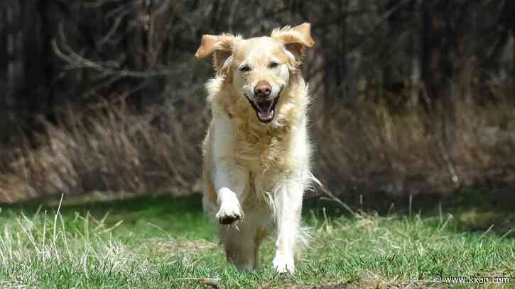 Should you shave your pup's fur in the summer?