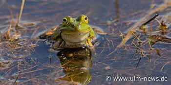 Amphibien auf dem Trockenen