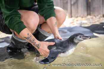 Penguin chicks learn to swim at London Zoo