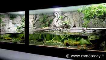 Nuova area per l'anaconda verde del Bioparco di Roma