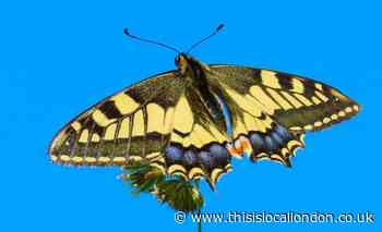 Wild Things: The lesser spotted swallowtail