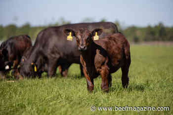 Vytelle expands global presence