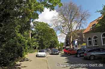 Herford: Unbekannte vergiften mächtige Platane