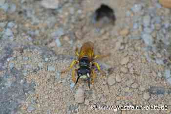 Lemgo: "Killerwespen" konservieren Opfer mit Gift und Speichel