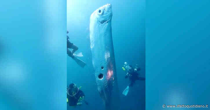 Il raro esemplare di pesce remo nuota tra i sub: nel video la creatura abissale “presagio di terremoti”