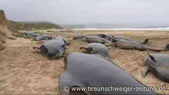 Dutzende Wale an schottischem Strand verendet