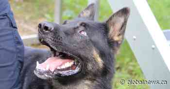 Police K9 rips off man’s ear, no ground for charges: Ontario watchdog