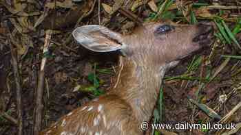 Social media users are mesmerized by 'terrifying and beautiful' timelapse video of dead deer decomposing over five days