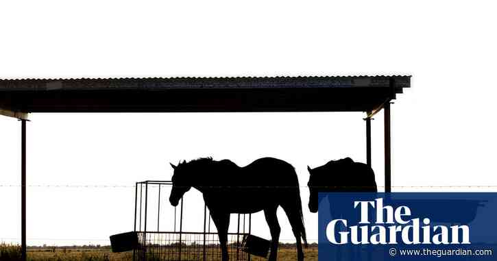 Concern grows over mystery horse deaths in Victoria as toll rises to 13