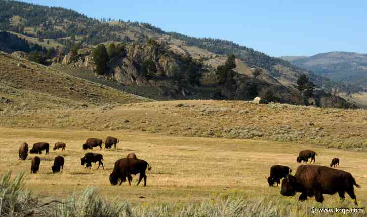 Woman gored by bison at Yellowstone National Park suffers 'significant injuries'