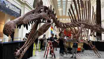 Field Museum holds naming contest for cast of world's largest predatory dinosaur