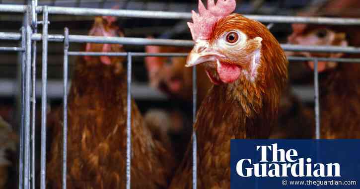 Why the 2036 phaseout of cage eggs has Australia’s industry in a flap