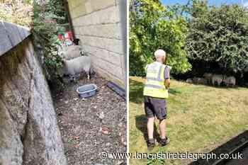 Sheep eat Rawtenstall plants ahead of Britain in Bloom