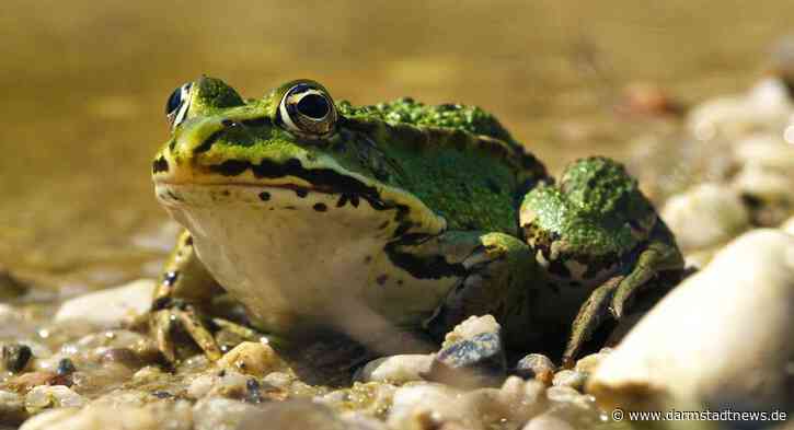 Amphibien auf dem Trockenen – Wenig Regen und hohe Temperaturen machen Laubfrosch und Co. zu schaffen