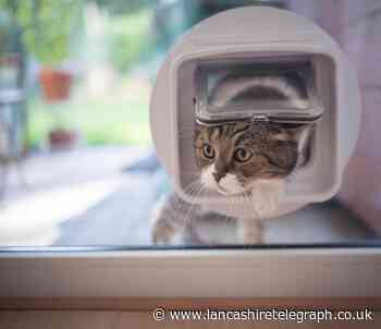 Cat owners face £500 fine over new microchip law, vet warns