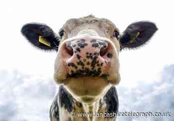 The cow is missing from a farm in the Brindle area