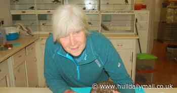 Hedgehog ballooned to size of football and was 'popped' by vets