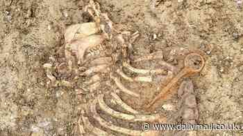 Grape Britain! Scientists discover evidence the Romans produced wine in Cambridgeshire 2,065 years ago