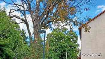 Großer Ahornbaum am Burgweg in Jena wird gefällt