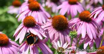 How some suburban parks have parted ways with pesticides
