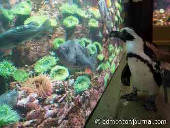 Vancouver Aquarium penguins relocated to West Edmonton Mall