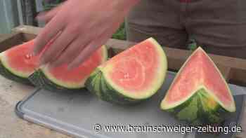 Wassermelone «Made in Germany» - funktioniert das?