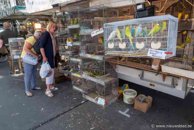 Geen vogels meer op de Vogelenmarkt: nieuwe wetgeving van minister Weyts fnuikt Antwerpse folklore