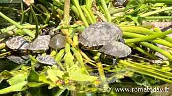 Tartarughe “aliene”: il parco degli Acquedotti è rischio invasione