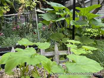 How to extend the growing season in your garden and get multiple veggie harvests
