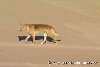 Dingoes attack a woman jogging on Australian island beach