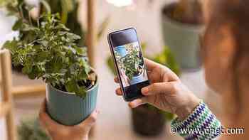 Become an Instant Botanist With a $15 Plantum Lifetime Subscription     - CNET