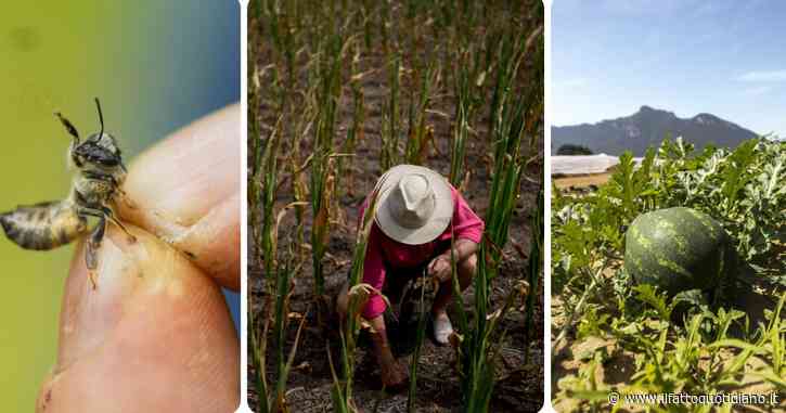 Caldo torrido dopo alluvioni e siccità: per l’agricoltura è crisi climatica continua. Campi bersaglio dei colpi di calore, mucche stressate dall’afa e miele calato del 70%