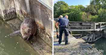 Bamberg: Biber "saß in der Falle" - Wasserschutzpolizei bei Rettungsaktion im Einsatz