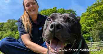 Dog which had ears illegally cropped looking for a new home as cruel owner is jailed