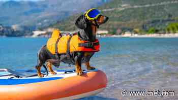 Heat Safety for Pets: Tips for a Healthy and Happy Summer     - CNET