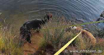 Hund in Franken: Schicksal von Elli macht Tierheim Kulmbach "traurig und glücklich zugleich"
