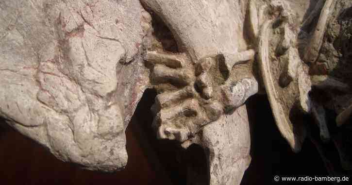 Säuger-Angriff auf viel größeren Dino vermutet