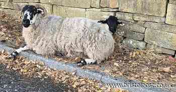 Marauding sheep terrorise gardeners by munching prized flowers