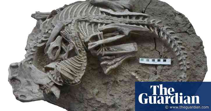 ‘Not always king’: fossil shows mammal sinking teeth into dinosaur