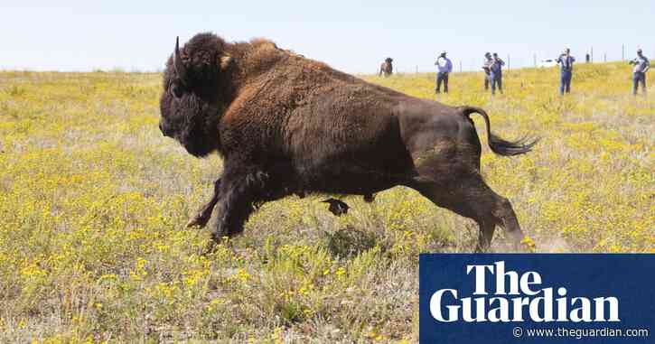 Yellowstone visitors warned to keep distance after bison gores woman