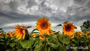 Weak tornado confirmed south of Okotoks, weather officials say