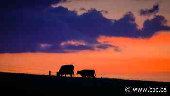 'Scary situation' in Alberta's drought-stricken fields raises questions about farming's future
